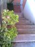Church steps to half-basement
